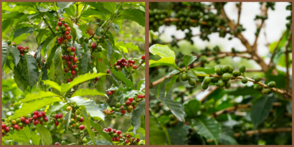 Arbres de café Arabica et Robusta