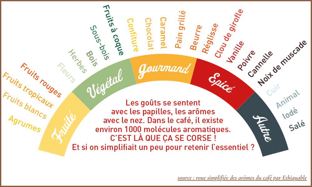 Roue des arômes de café montrant différentes catégories comme floral, fruité et épicé.